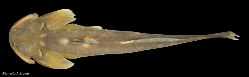 Oreoglanis brevicula