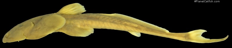 Oreoglanis delacouri