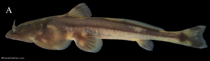 Oreoglanis omkoiensis