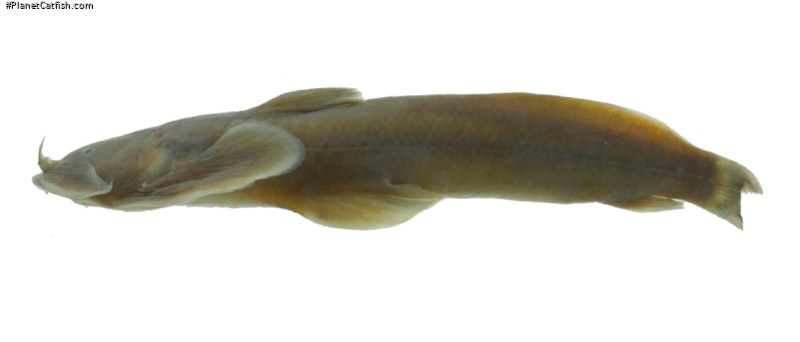 Parachiloglanis benjii