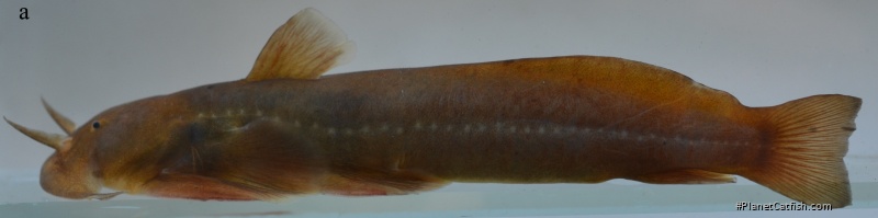 Parachiloglanis bhutanensis