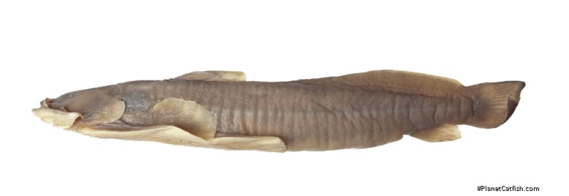Parachiloglanis bhutanensis