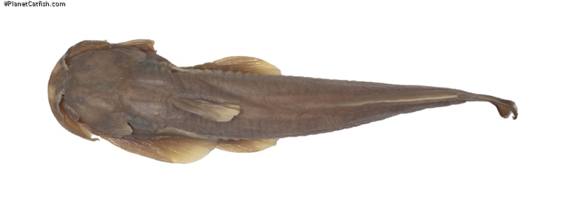 Parachiloglanis bhutanensis