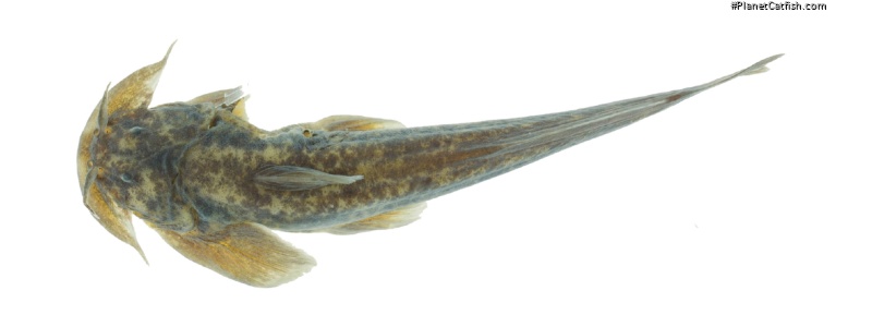 Parachiloglanis drukyulensis