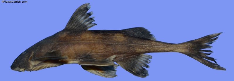 Pseudecheneis nagalandensis