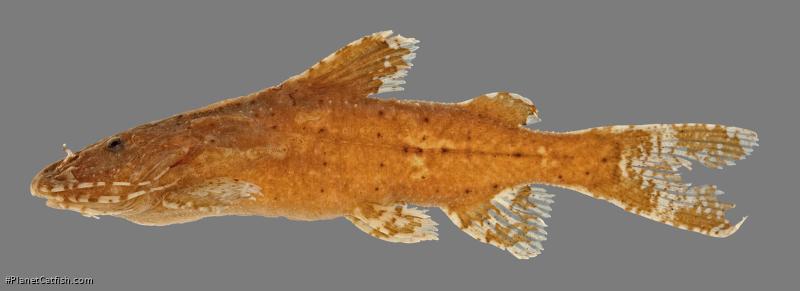 Pseudolaguvia assula