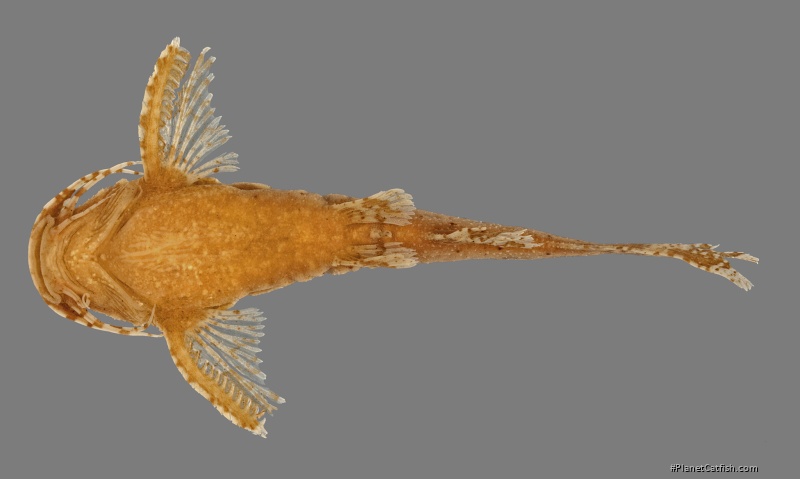 Pseudolaguvia assula