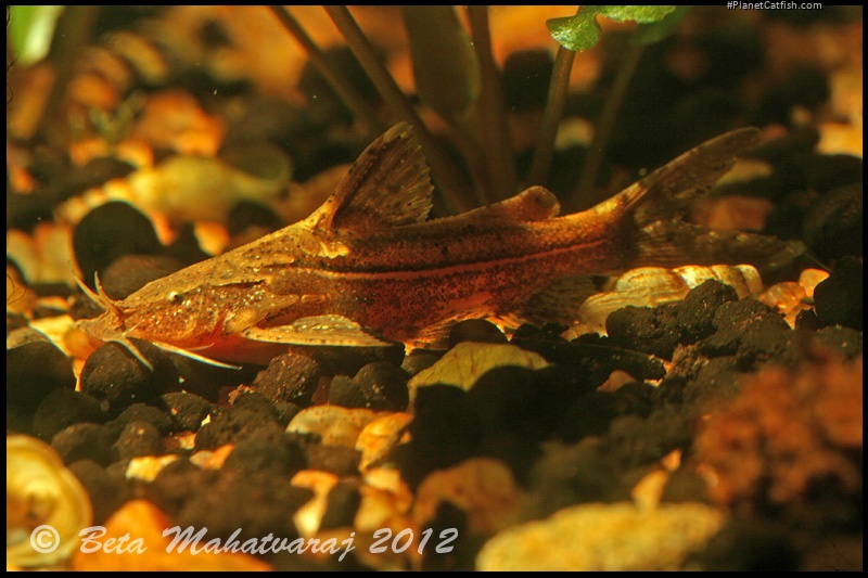 Pseudolaguvia austrina