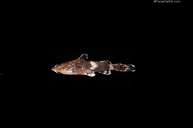Pseudolaguvia meghalayaensis