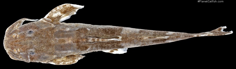 Pseudolaguvia nubila