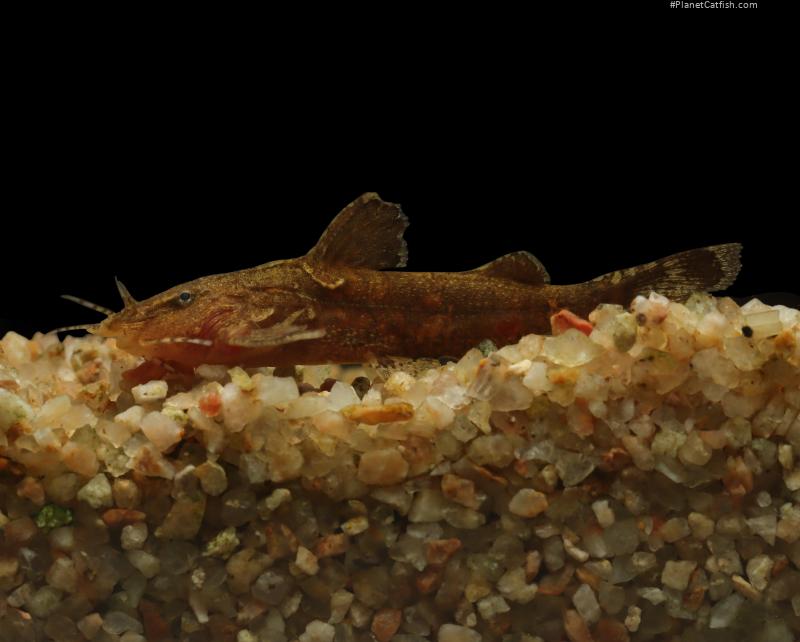 Pseudolaguvia permaris