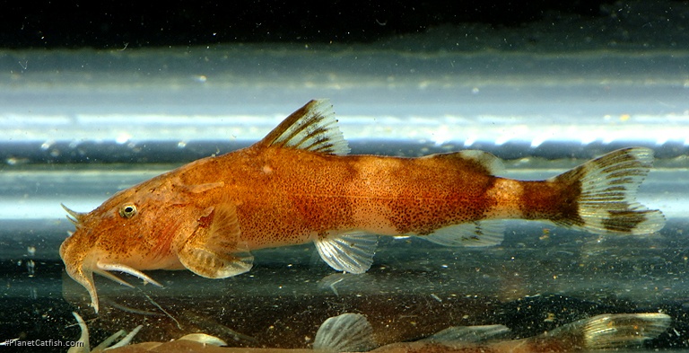 Pseudolaguvia shawi