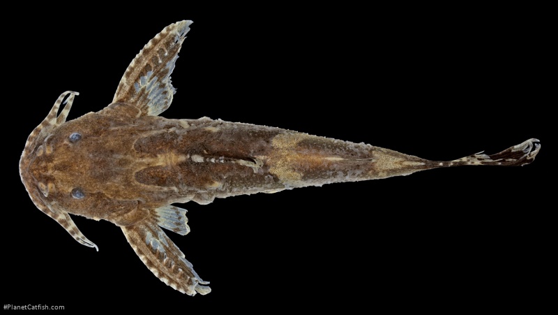 Pseudolaguvia viriosa