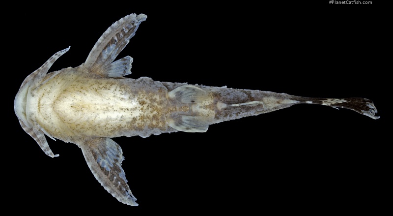 Pseudolaguvia viriosa