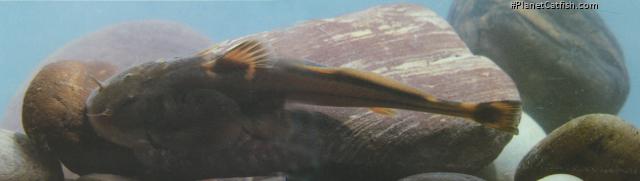 Tremeuchiloglanis macrotrema