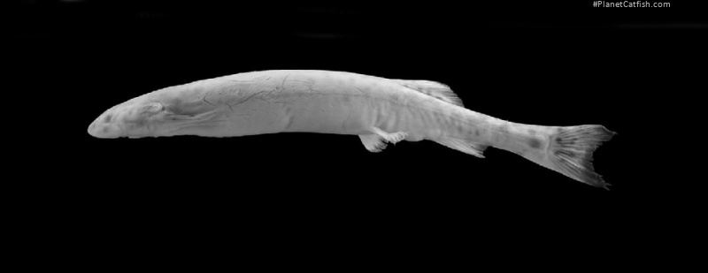 Acanthopoma annectens