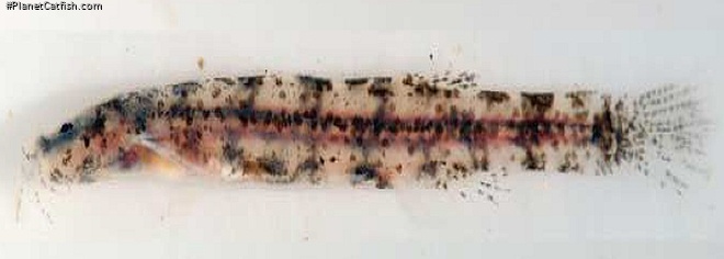 Ammoglanis natgeorum