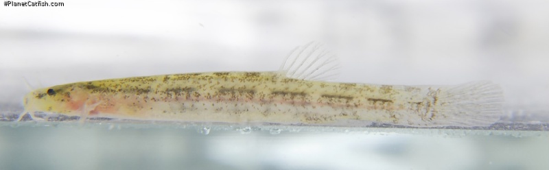 Ammoglanis nheengatu