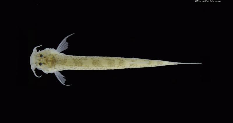 Ammoglanis nheengatu