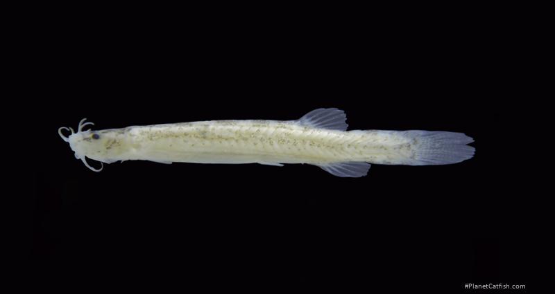 Ammoglanis nheengatu
