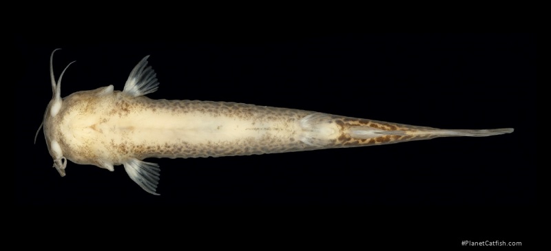Cambeva alphabelardense