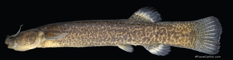 Cambeva atrobrunnea