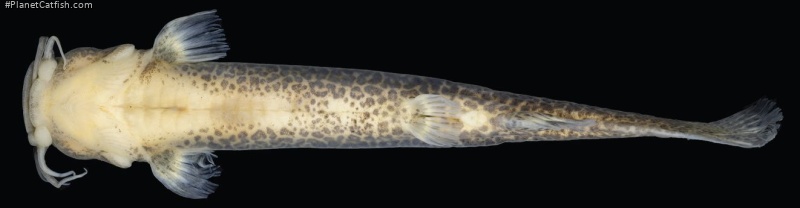 Cambeva atrobrunnea
