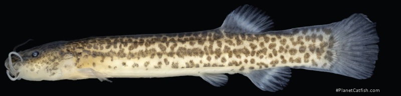 Cambeva atrobrunnea
