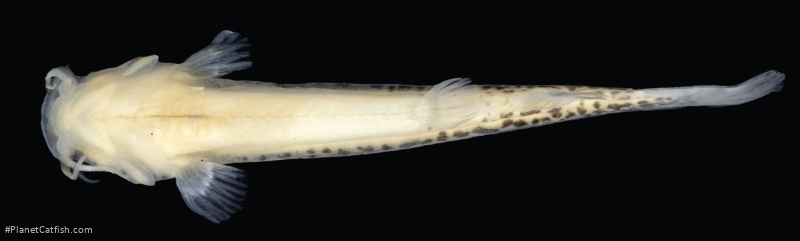 Cambeva atrobrunnea