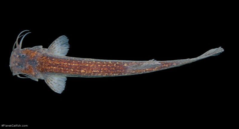 Cambeva brachykechenos