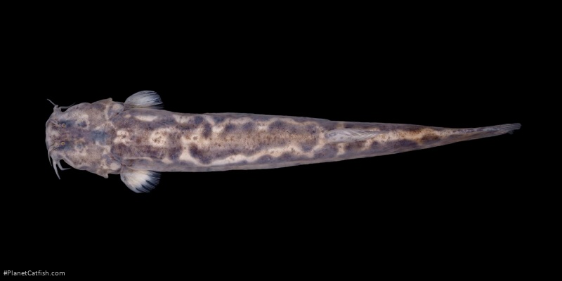 Cambeva chrysornata