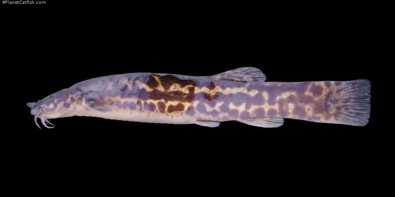 Cambeva cubataonis