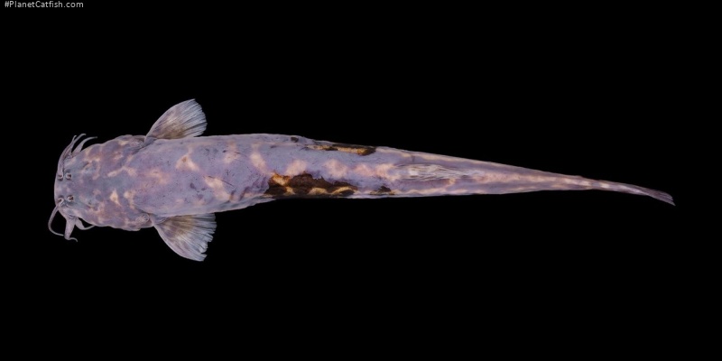 Cambeva cubataonis