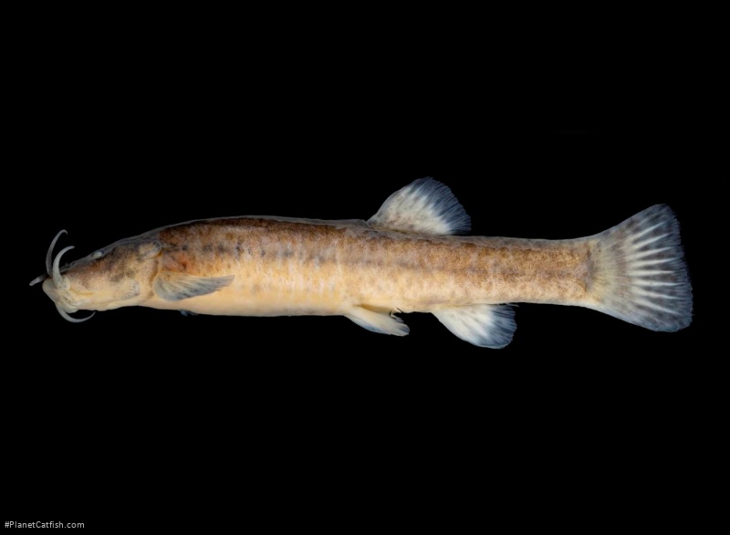 Cambeva difficilis