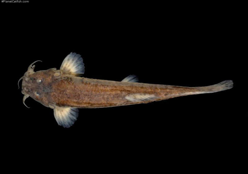 Cambeva difficilis