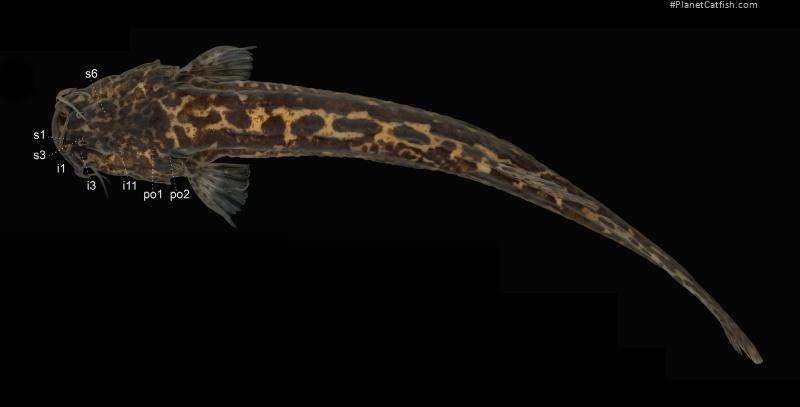 Cambeva flavopicta