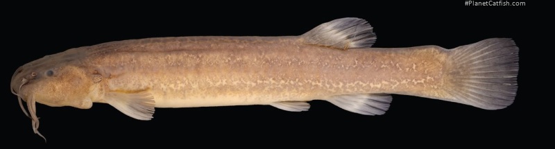 Cambeva galactica