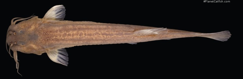 Cambeva galactica