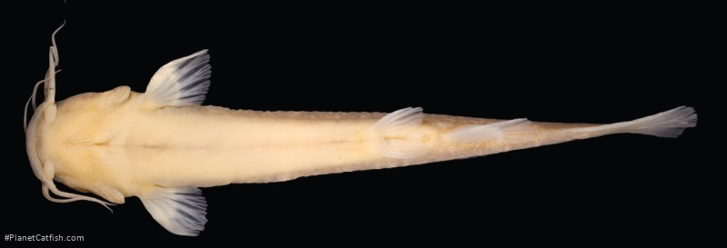 Cambeva galactica