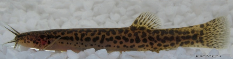 Cambeva guareiensis