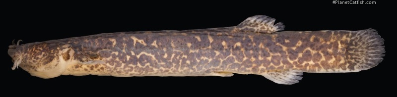 Cambeva luteoreticulata