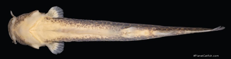 Cambeva luteoreticulata