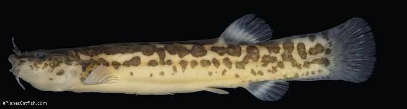 Cambeva luteoreticulata