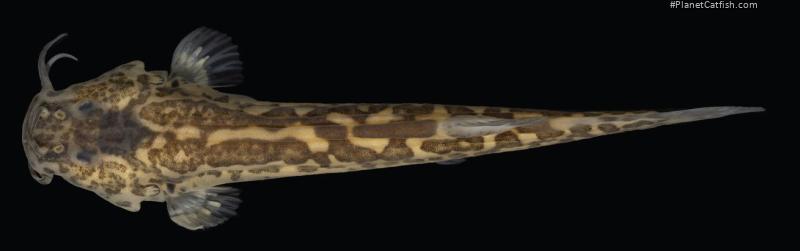 Cambeva luteoreticulata