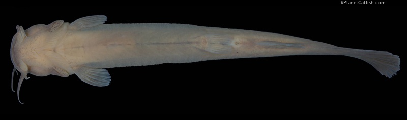 Cambeva perobana