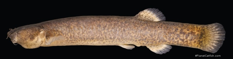 Cambeva rotundipinna