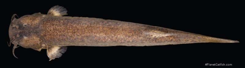 Cambeva rotundipinna
