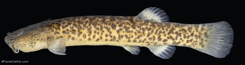 Cambeva rotundipinna