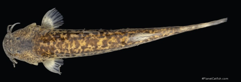 Cambeva rotundipinna