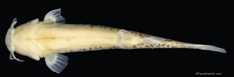 Cambeva rotundipinna